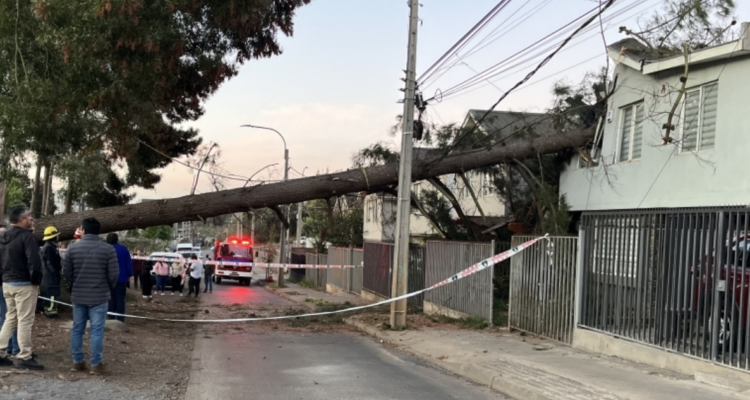 Caída de árbol en casa de Temuco tras tala de empresa