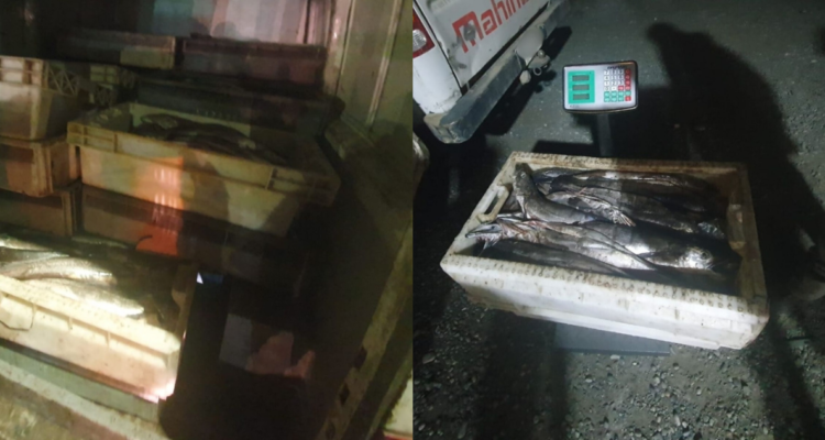 Decomisan más de dos toneladas de merluza austral en control carretero en Los Ríos