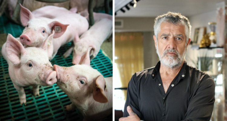 Gracias a una niña de 10 años rescatan a 3 cerdos que artista chileno iba a dejar morir en Dinamarca