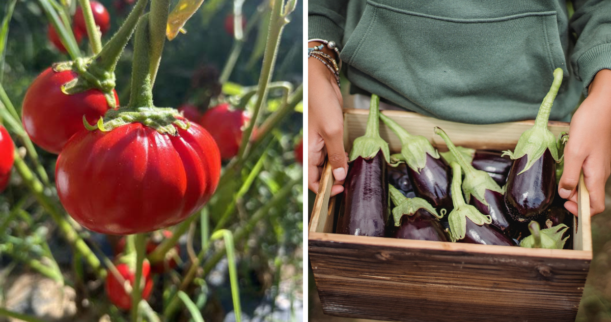 Grupo de científicos descubren genes que permiten cultivar berenjenas y tomates con un mayor tamaño.