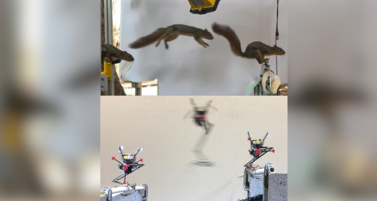 Científicos diseñaron robot inspirados en ardillas que serían capaces de saltar de rama en rama