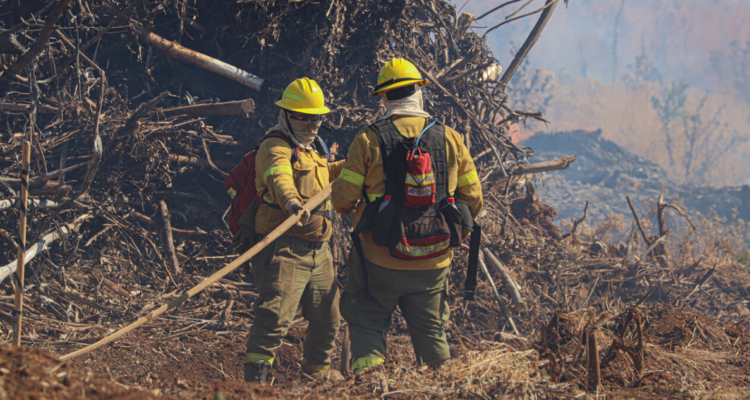 Más de 200 funcionarios de CONAF en paro por desacuerdos con modificaciones a ley que crea SERNAFOR