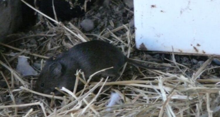 Confirman tercer contagio en lo que va del año de virus Hanta en la región de Los Ríos