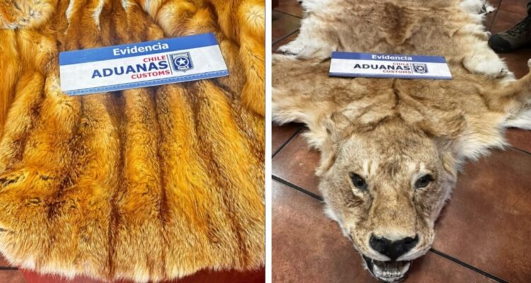 Investigan a embajador chileno por contrabando de pieles disecadas de animales salvajes