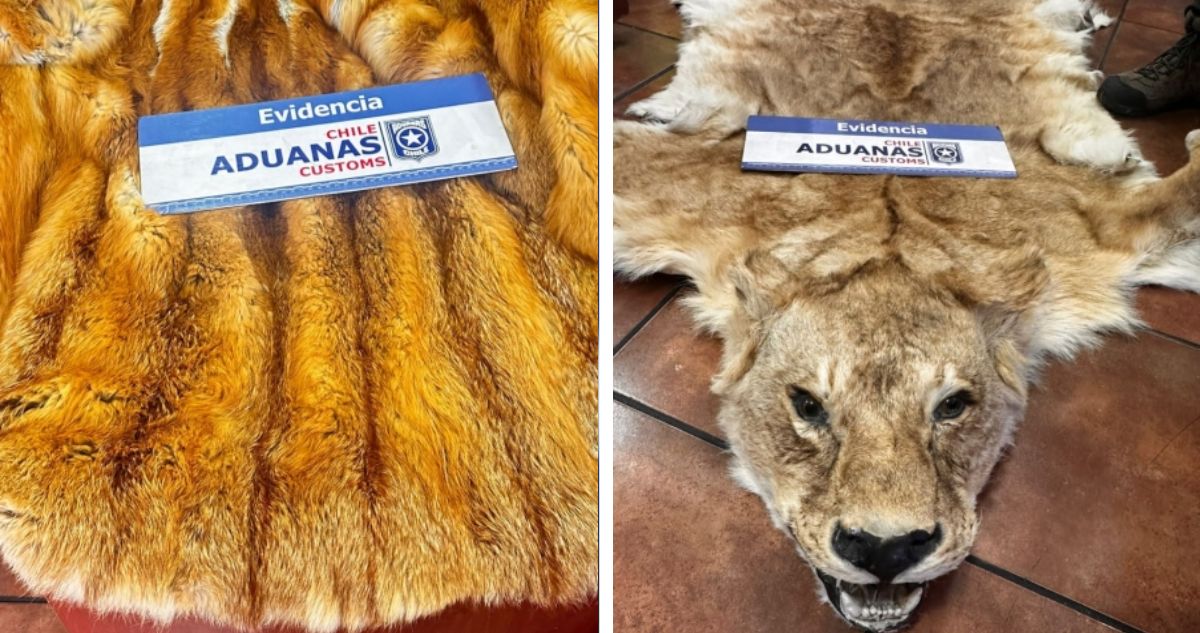 Investigan a embajador chileno por contrabando de pieles disecadas de animales salvajes