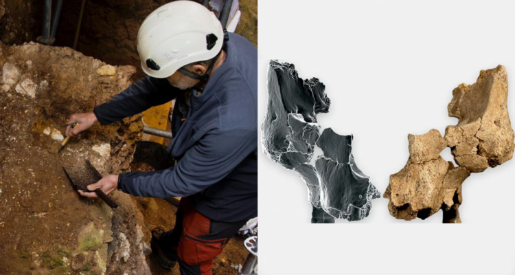 En España: científicos descubren restos fosilizados del rostro más antiguo de Europa Occidental