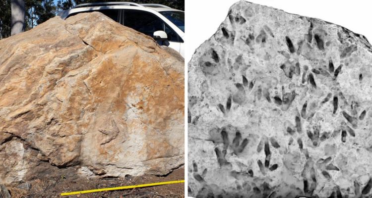 Encuentran huellas de dinosaurios ocultas en una escuela de Australia