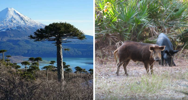 Jabalíes pondrían en peligro a las Araucarias en el sur de Chile, señala estudio