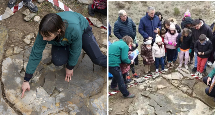 “Excepcional”: Exponen el hallazgo de 40 fósiles de reptil volador en un yacimiento en España