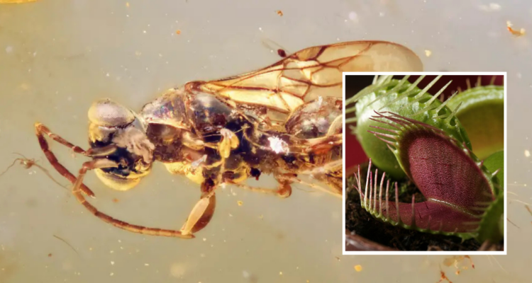 Encuentran en Asia el fósil de una avispa parásita con el abdomen similar a una planta carnívora