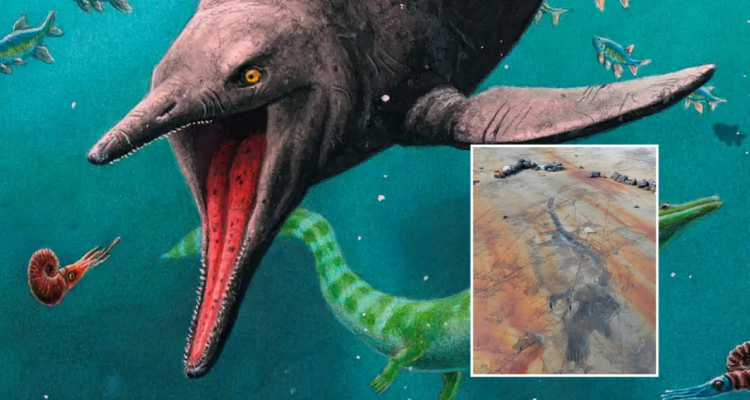 Encuentran fósil de una Ictiosaurio embarazada en la Patagonia chilena: feto tiene 50 cm de longitud