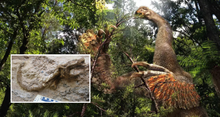 Descubren restos de un peculiar dinosaurio con dos enormes garras de 30 cm en el desierto de Mongolia