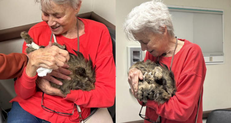 La creyeron muerta tras los incendios en Los Ángeles: video muestra reencuentro de gatita con su dueña