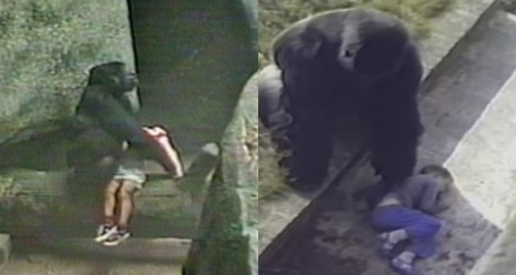 el día que un gorila cuidó a un niño