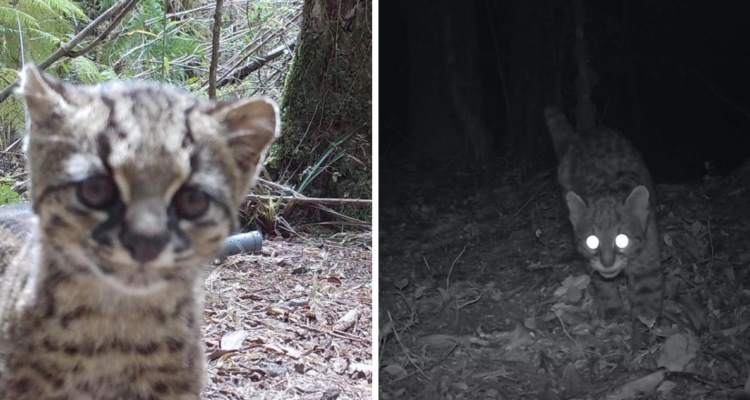 Güiña vista en el Parque Alerce Costero