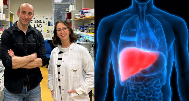 Foto de los científicos a cargo del descubrimiento y una ilustración referencial del hígado