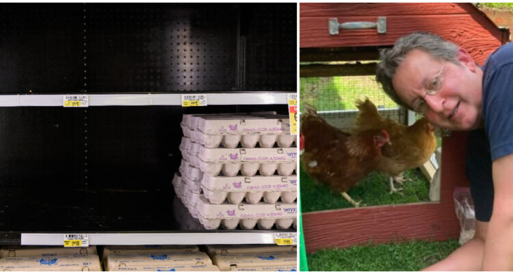 El arriendo de gallinas, el negocio de moda en EEUU ante la mega escasez de huevos que afecta al país