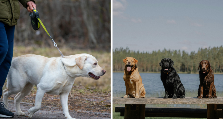 Identifican genes que provoca que los humanos y perros labradores sean propensos a la obesidad