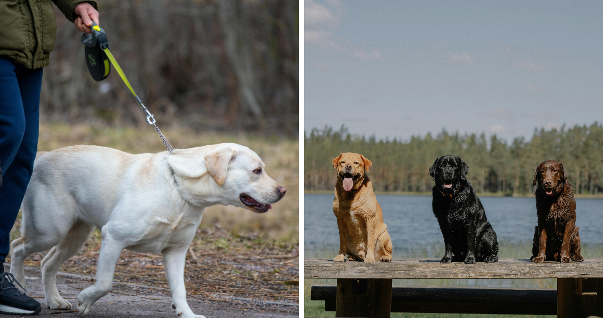 Identifican genes que provoca que los humanos y perros labradores sean propensos a la obesidad