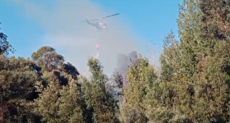 Incendio forestal afecta al jardín botánico de la Universidad de Talca: provocó densa capa de humo