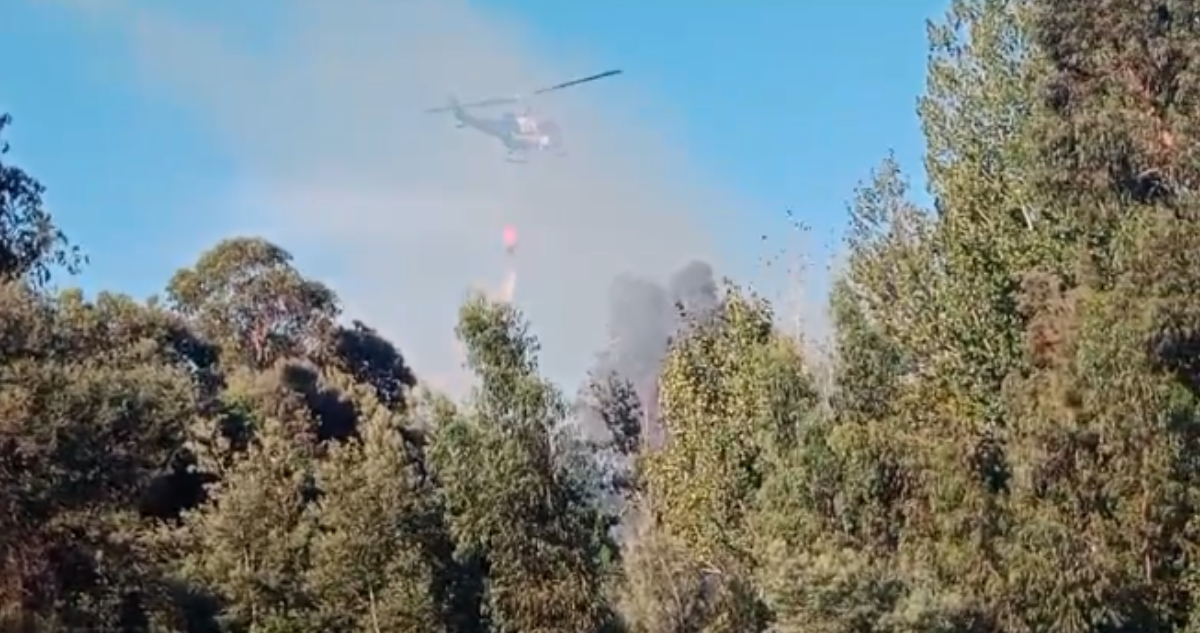 Incendio forestal de rápida propagación afecta al jardín botánico de la Universidad de Talca