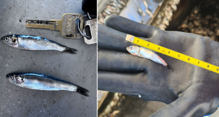 Gremio de pescadores industriales pide aplicar veda de sardinas extraordinaria por tamaño de peces