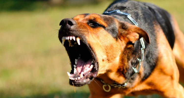Hombre muere tras ser mordido por perro en sector rural de Osorno