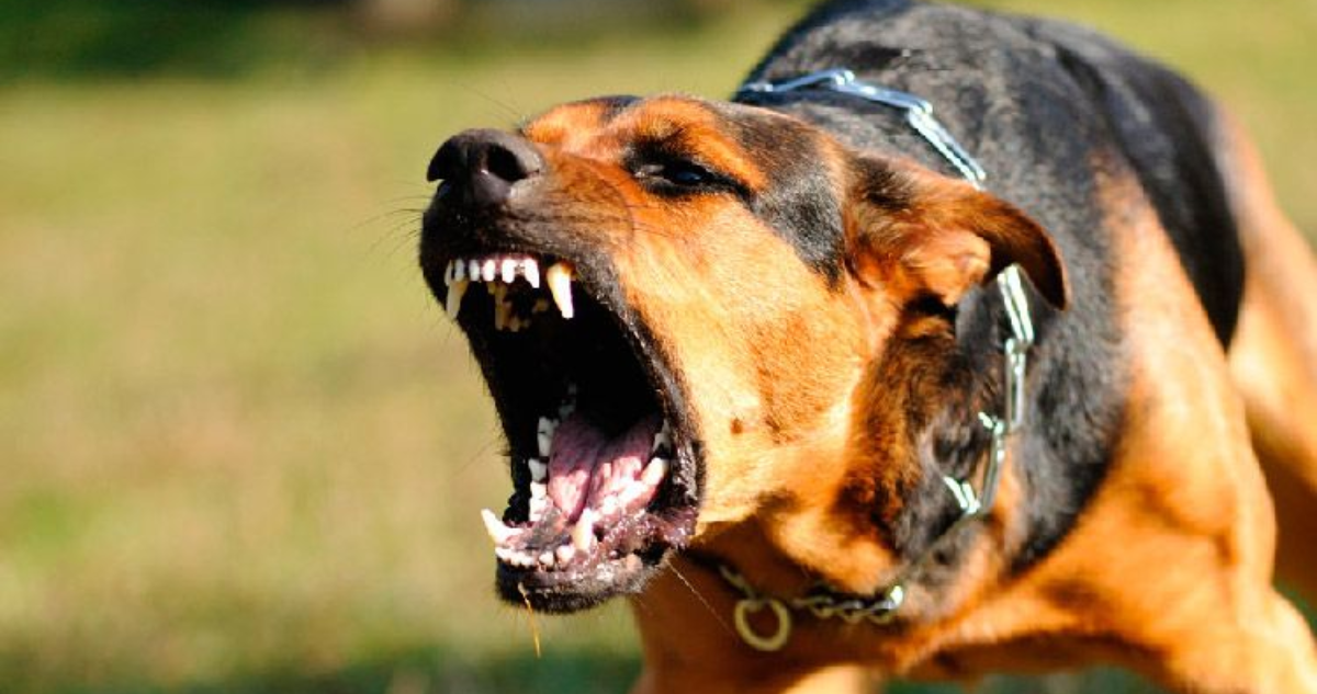 Hombre muere tras ser mordido por perro en sector rural de Osorno