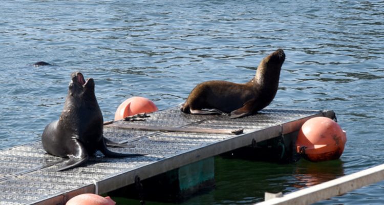 Los Lagos: delegación chilena viaja a China para buscar soluciones a sobrepoblación de lobos marinos