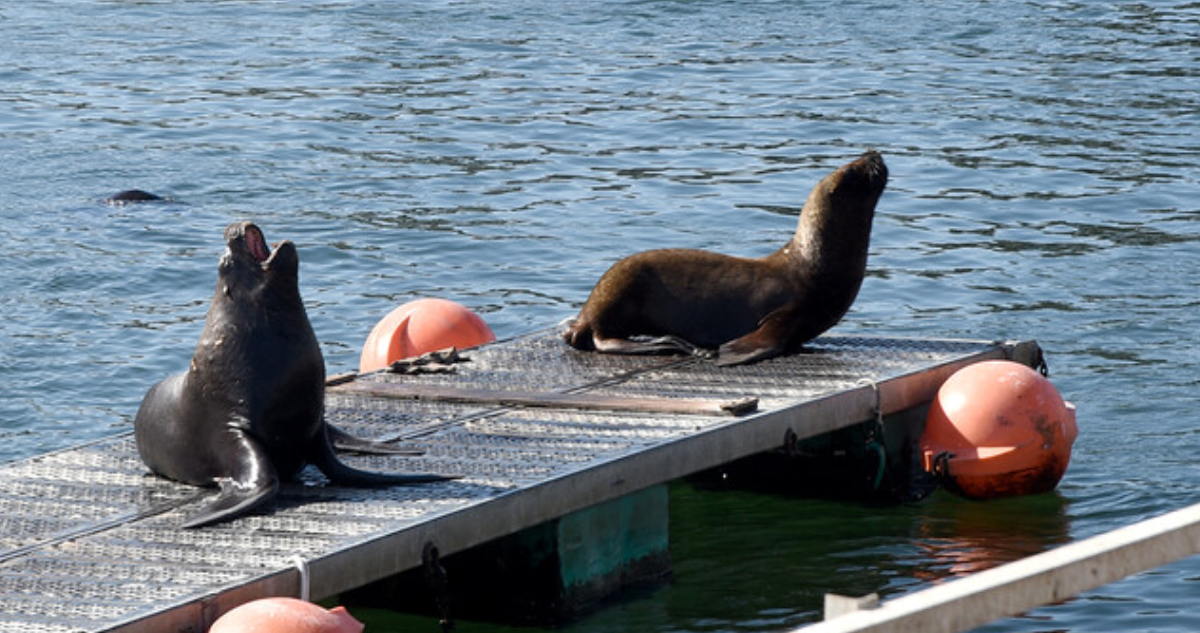 Los Lagos: Delegación chilena viaja a China para buscar soluciones a sobrepoblación de lobos marinos