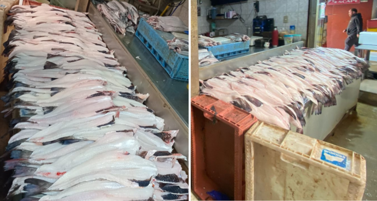 Incautan dos toneladas de merluza austral desde mercado de Puerto Montt: no contaba con documentación