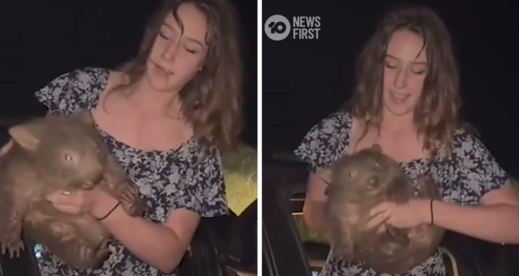Influencer que capturó cría de wombat pidió disculpas y criticó al gobierno australiano