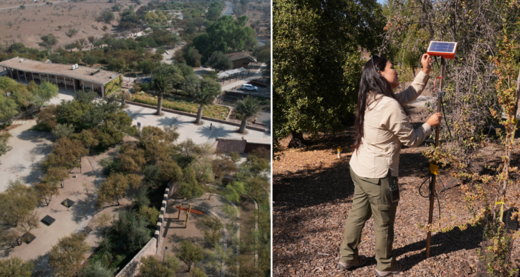 Primer jardín botánico de especies nativas de la región Metropolitana redujo un 20% su consumo de agua