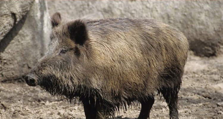 Lo feroces que pueden ser los jabalíes