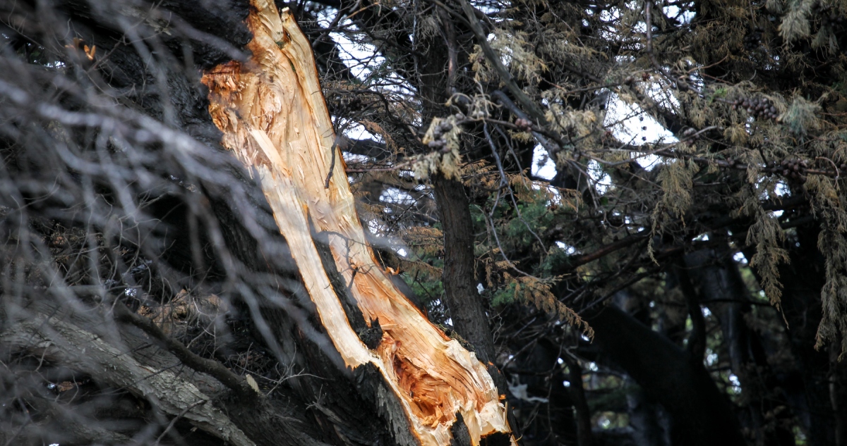 Mujer muere tras ser aplastada por árbol en Puerto Montt