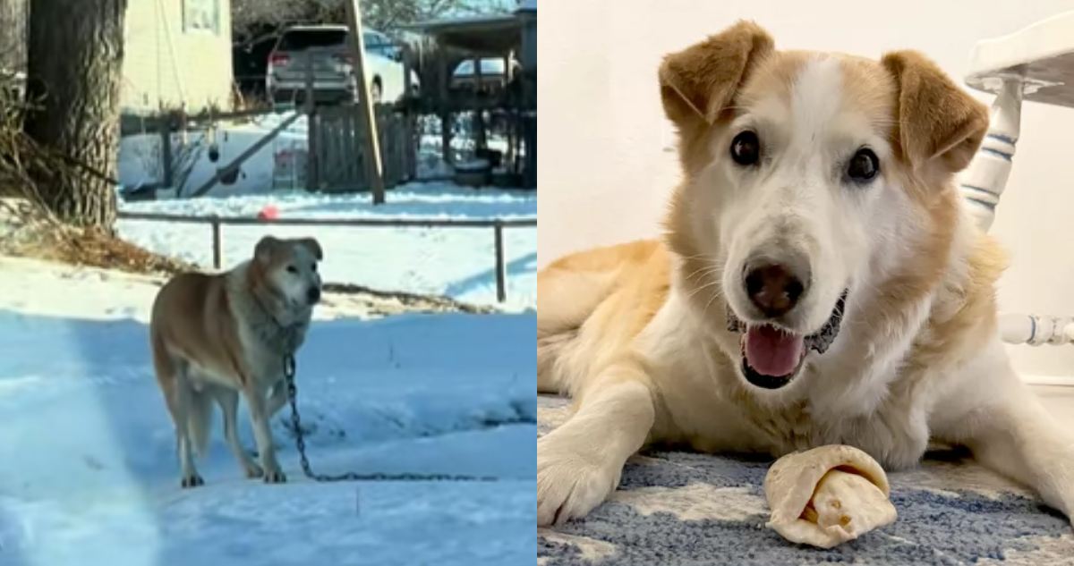 Mujer rescata a perro que estuvo 12 años encadenado y sin la atención médica en Virginia Occidental