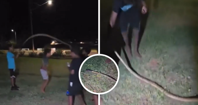 Niños son captados jugando usando una pitón de cabeza negra como cuerda para jugar en Australia