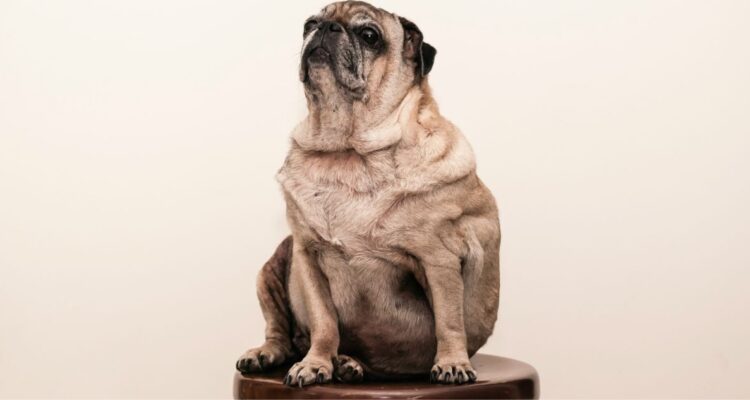 En el día mundial de la obesidad cómo tratar esta enfermedad en perros mascotas, cuáles son los síntomas y cuánta comida darle.