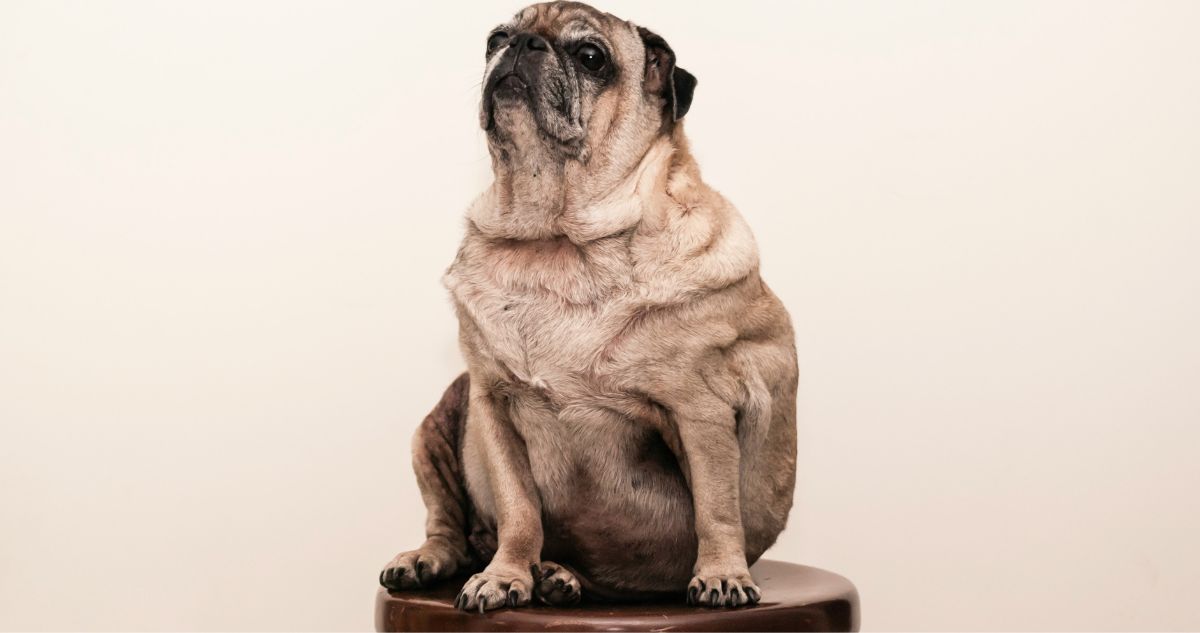 En el día mundial de la obesidad cómo tratar esta enfermedad en perros mascotas, cuáles son los síntomas y cuánta comida darle.
