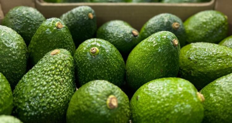 La batalla por la palta entre Chile y Perú: ¿A quién le irá merjor en el mercado del 