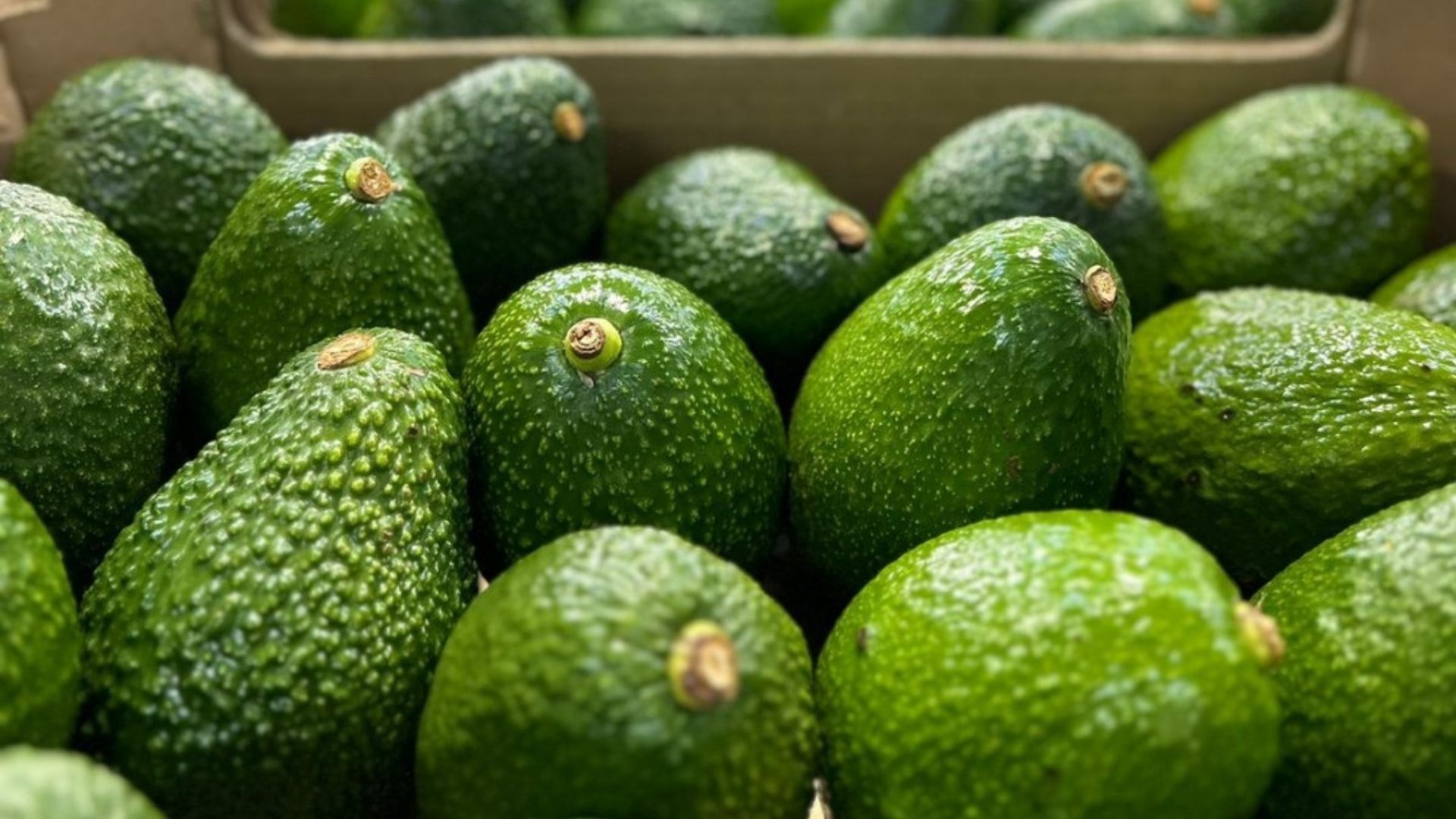La batalla por el “oro verde” entre Chile y Perúi: ¿A quién le irá merjor en el mercado de la palta?