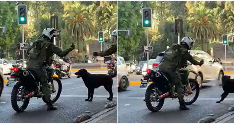 Denuncian que motorista de Carabineros roció con spray a perro que le ladraba en Santiago