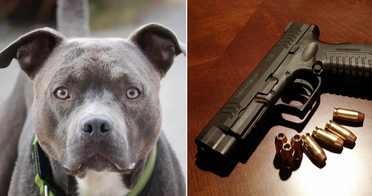 Perro dispara arma por error