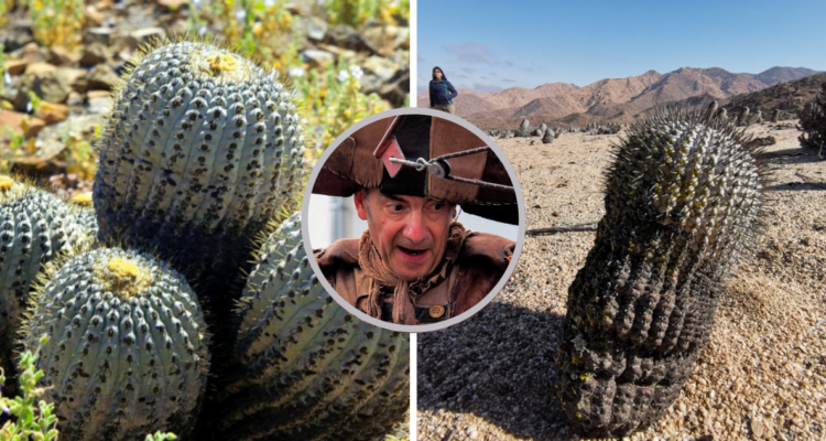 “El Rey de los Piratas del Cactus”: así italiano cayó a la cárcel por robar casi mil plantas chilenas