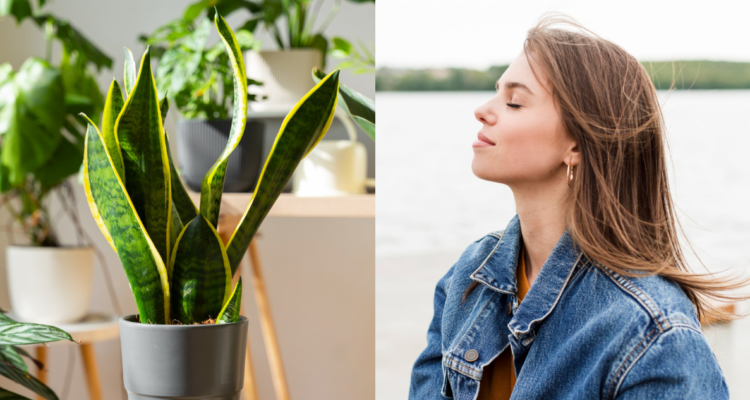 Planta ‘lengua de suegra’ y mujer tomando aire en referencia a plantas que recomienda la NASA para purificar el aire
