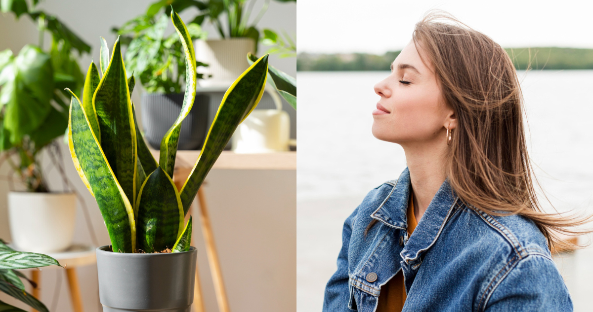 Planta ‘lengua de suegra’ y mujer tomando aire en referencia a plantas que recomienda la NASA para purificar el aire