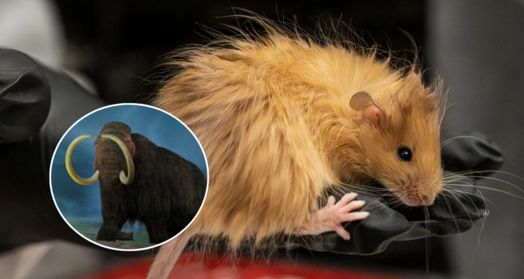Foto de un ratón e ilustración de un mamut lanudo