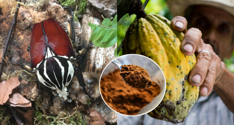 Foto de un escarabajo Goliat, de los insectos más grandes del mundo amenazado por la industria del chocolate