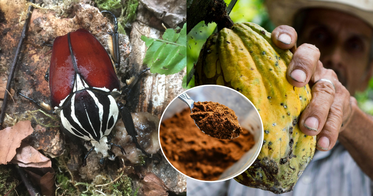 Uno de los insectos más grandes del mundo podría extinguirse por