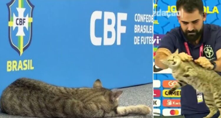 Hexa, el gato y la maldición que sacude a Brasil desde 2022